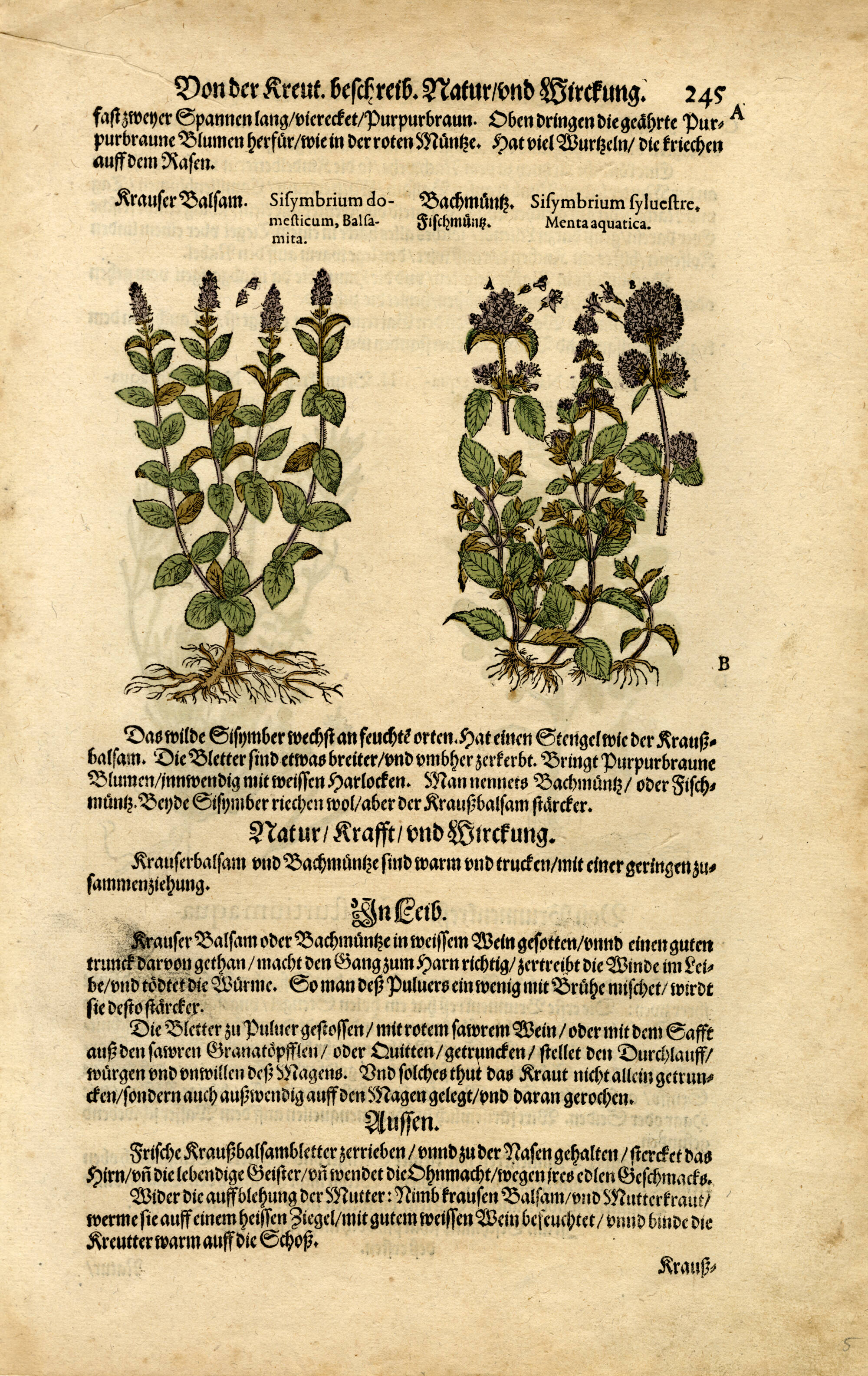 Botanical illustration of a plant with purple flowers. Text surrounds the image of the plant.